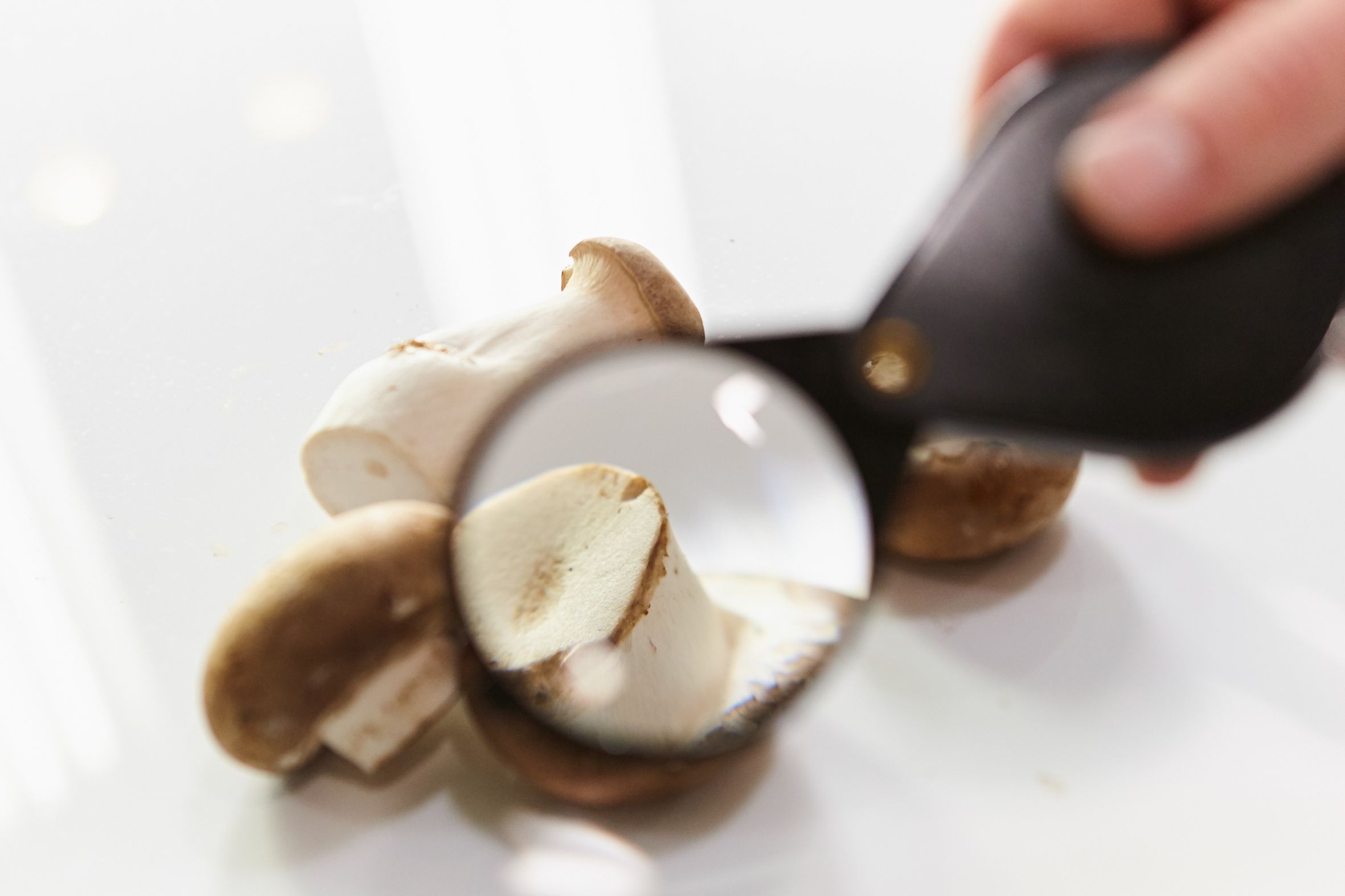 Von (un)schätzbarem Wert: Pilze und Pilzprodukte spielen in vielen Lebensbereichen eine wichtige Rolle