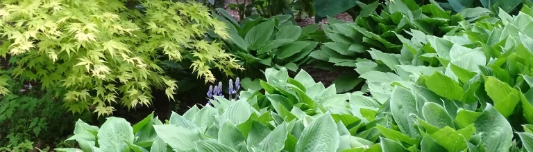Mit Stauden Blattschmuck in vielen Grüntoenen pflanzen