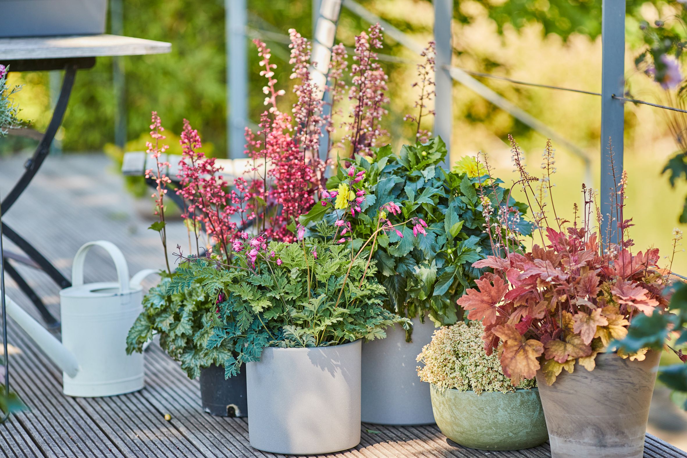Bunt statt grau: Diese Pflanzen bringen Farbe in den Herbst
