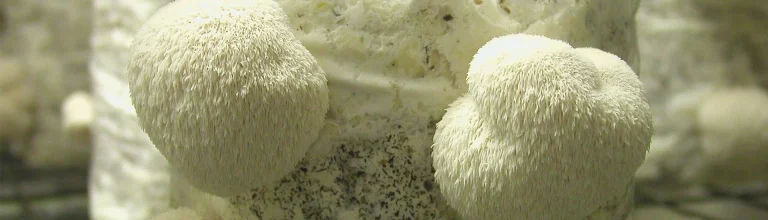 Igelstachelbart, Samthaube & Co. bringen Abwechslung ins Speisepilz-Sortiment
