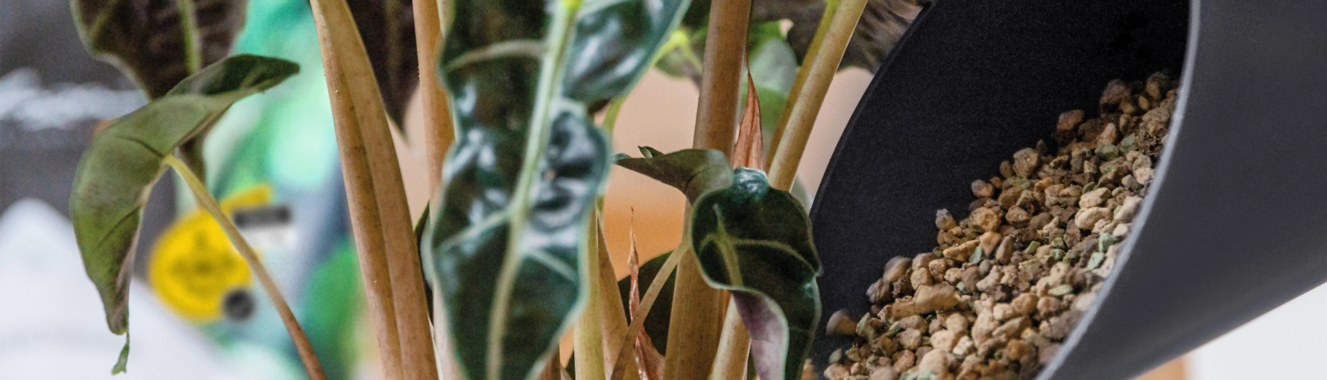 Tipps fuer gesunde Pflanzen