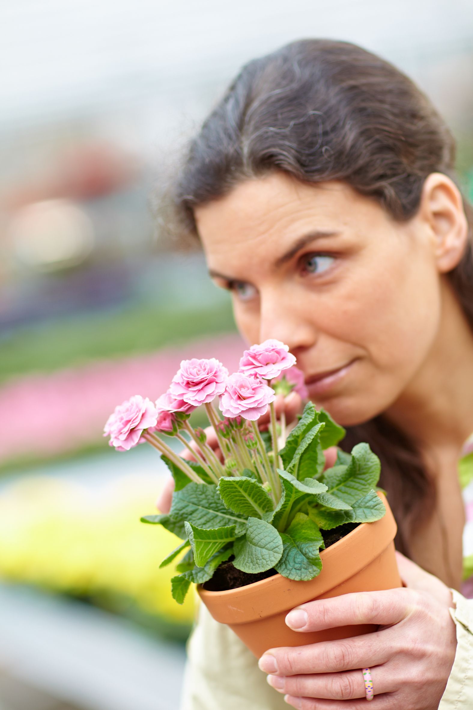 Mehr als nur Kissen – im Fachhandel blüht ei-ne besondere Primel-Kollektion