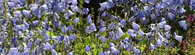 Ausprobieren statt ignorieren – Stauden nach Lebensbereichen wählen
