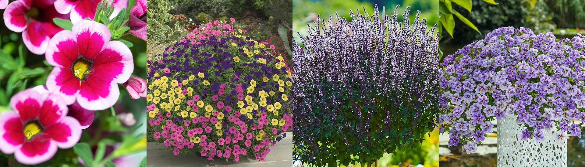 Balkonpflanzen_des_Jahres_2026