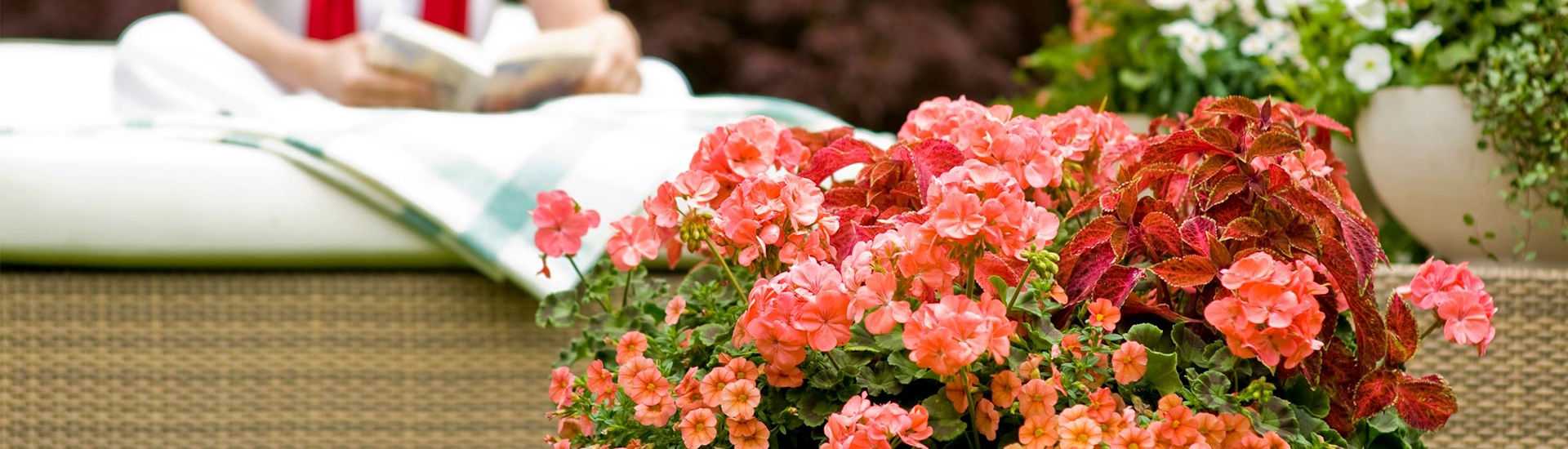 Feuerwerk für Balkon und Gefäße: Dauerblüher in warmen Rottönen