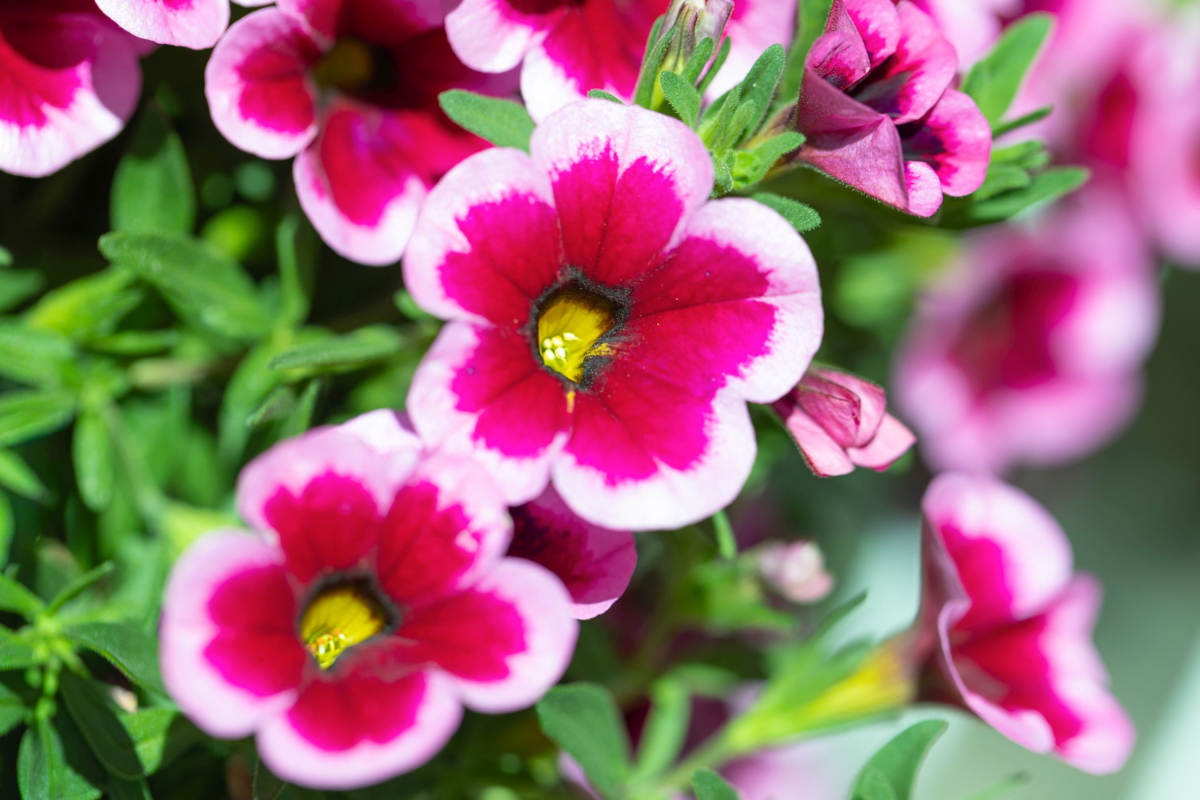 Farbrausch, Duft und Dauerblüte: Die Must-Haves für den Balkonsommer 2026