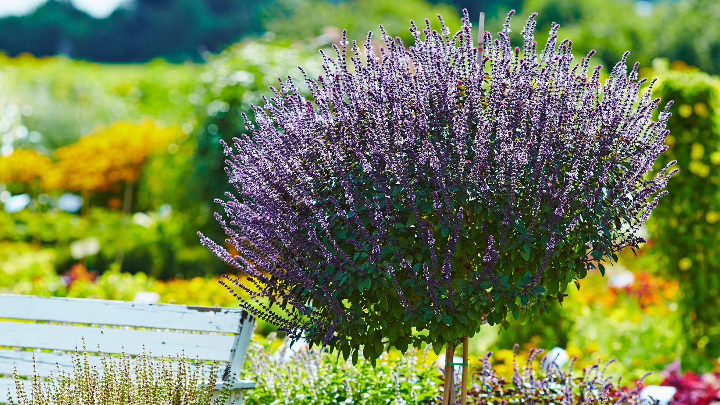 Farbrausch, Duft und Dauerblüte: Die Must-Haves für den Balkonsommer 2026