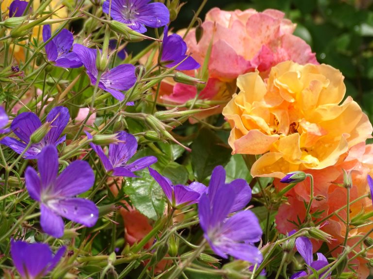 In guter Gesellschaft – Stauden als Rosenbegleiter