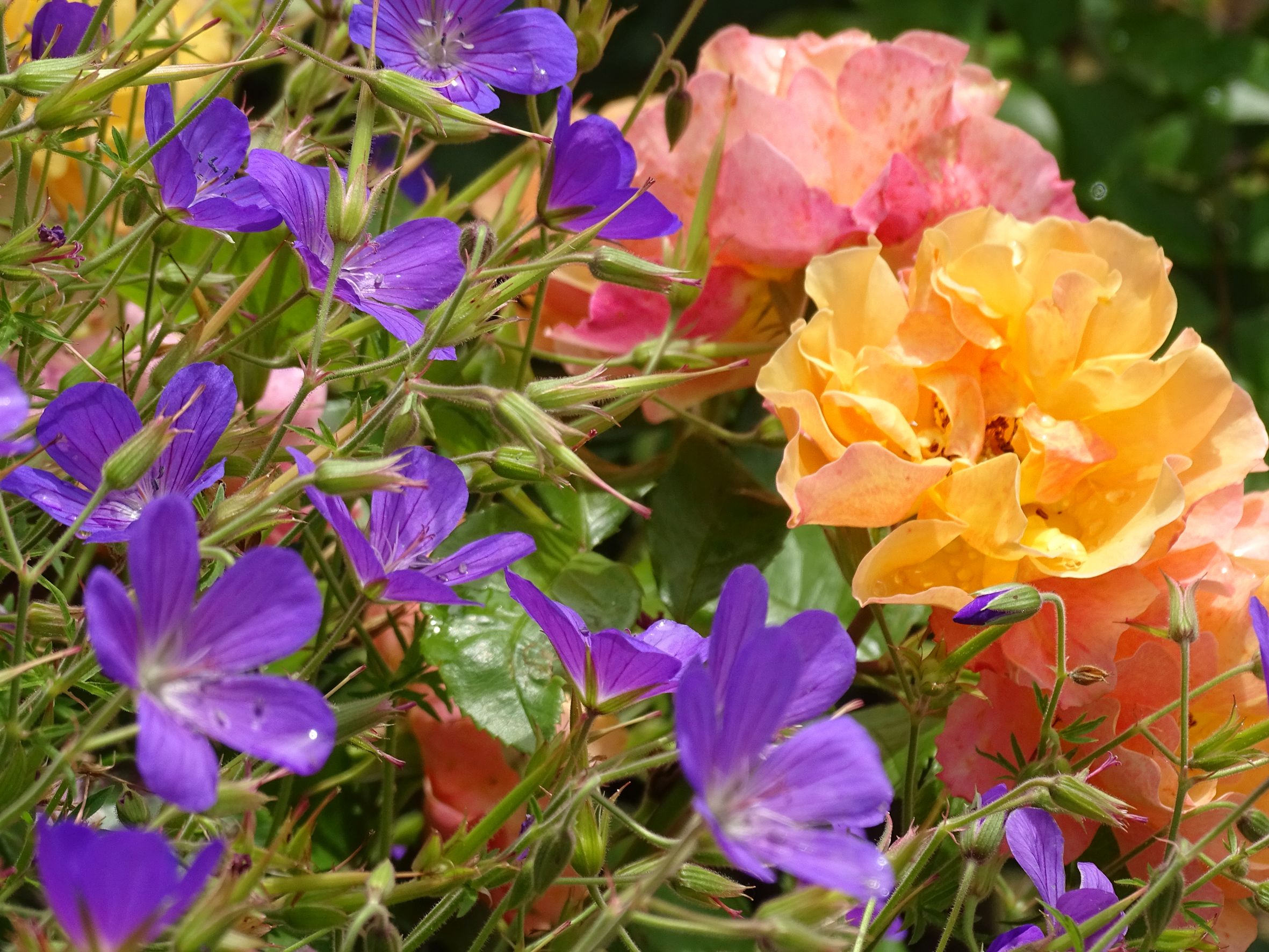 In guter Gesellschaft – Stauden als Rosenbegleiter