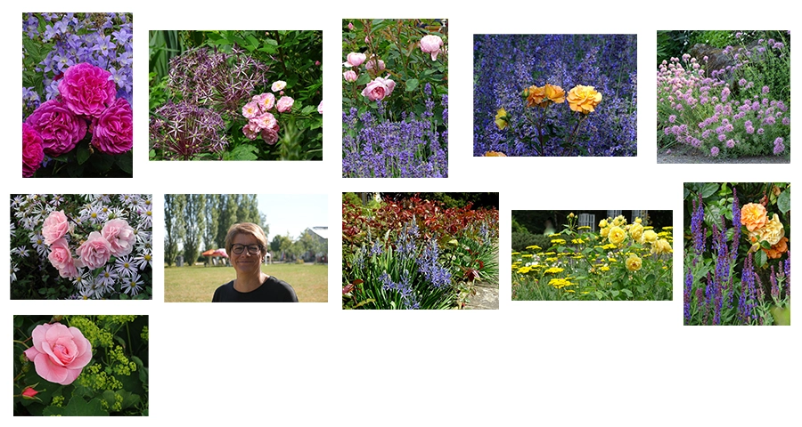 zusatzbilder-Rosenbegleiter