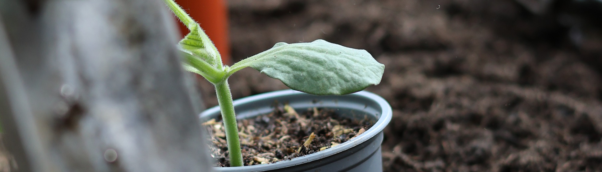 Blumenerden im trockenen Garten