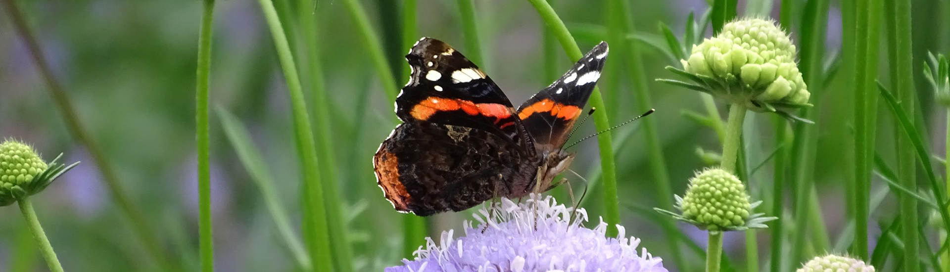Schmetterlinge fördern – Stauden als Nahrungsquelle