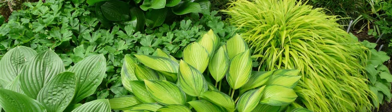 Alles Gute kommt von unten – der Boden als Basis für Blüten und Blätter