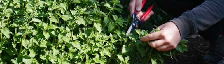 Stabile Stauden und Bonusblüten